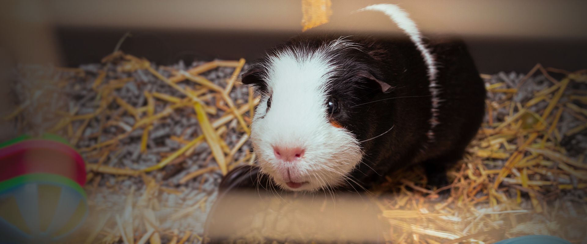 adorable guinea pig in his cage