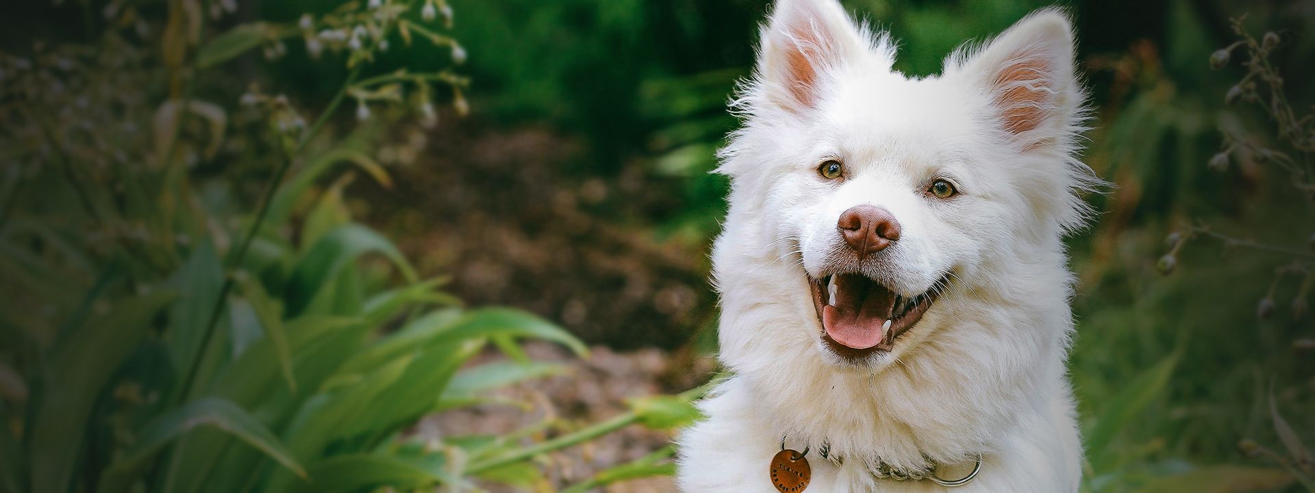 happy white furry dog looking at camera