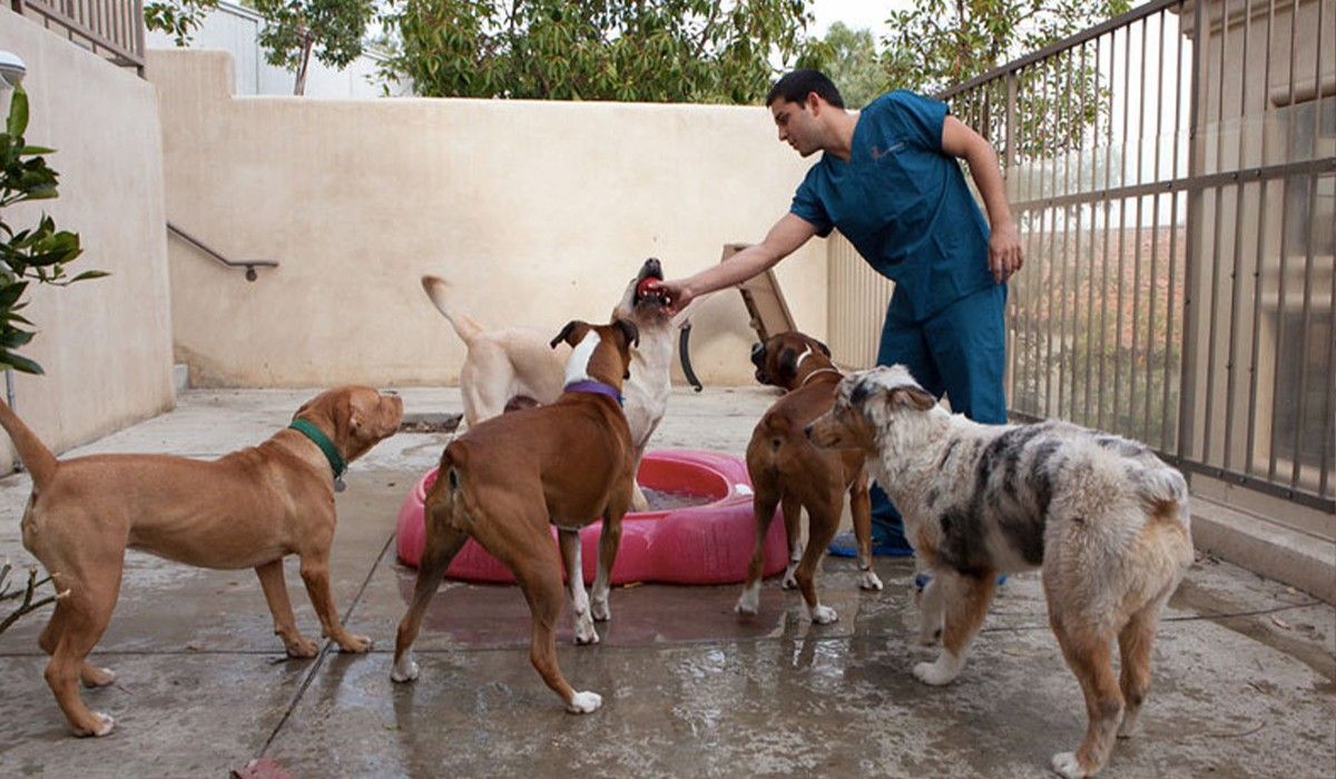ortega-animal-care-center-employee-playing-with-a-group-of-dogs