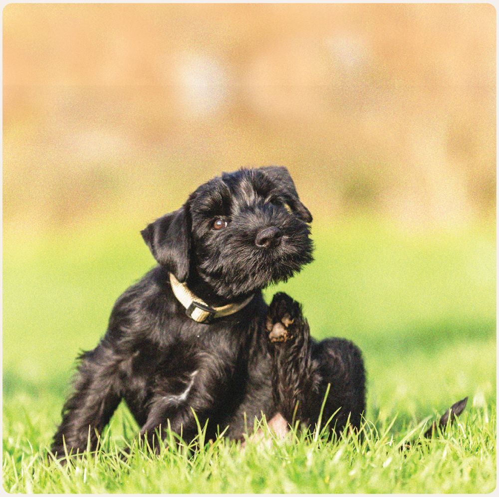 Black dog sitting in grass field