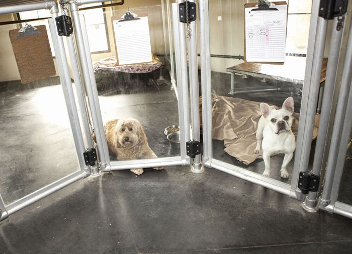 dogs at ortega animal care center dog boarding