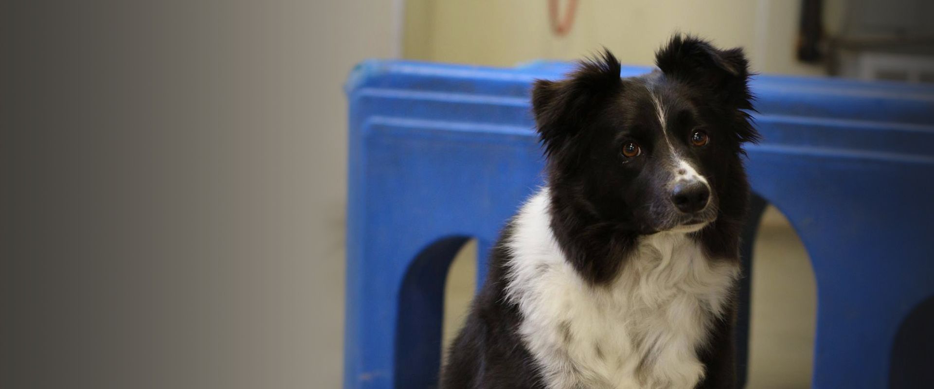 border collie dog at ortega animal care center daycare
