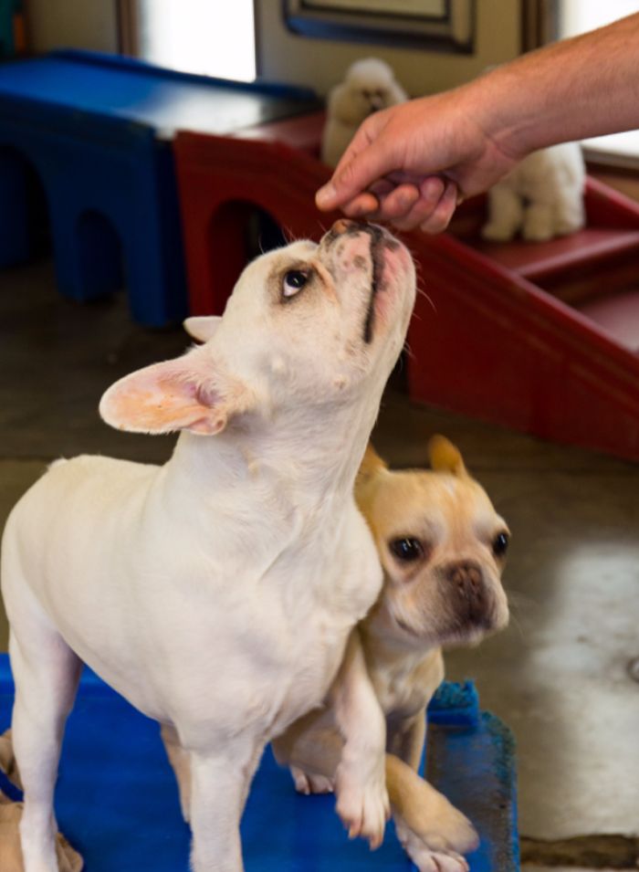 ortega animal care employee giving a treat to a french bulldog