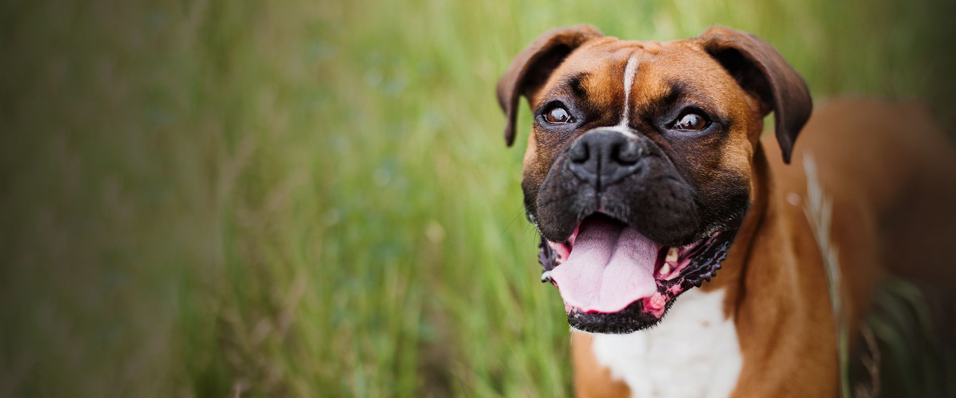 smiling boxer dog at ortega animal care center