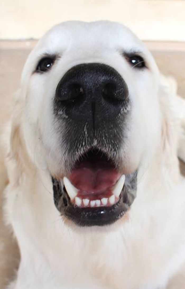 smiling white furry dog at ortega animal care center