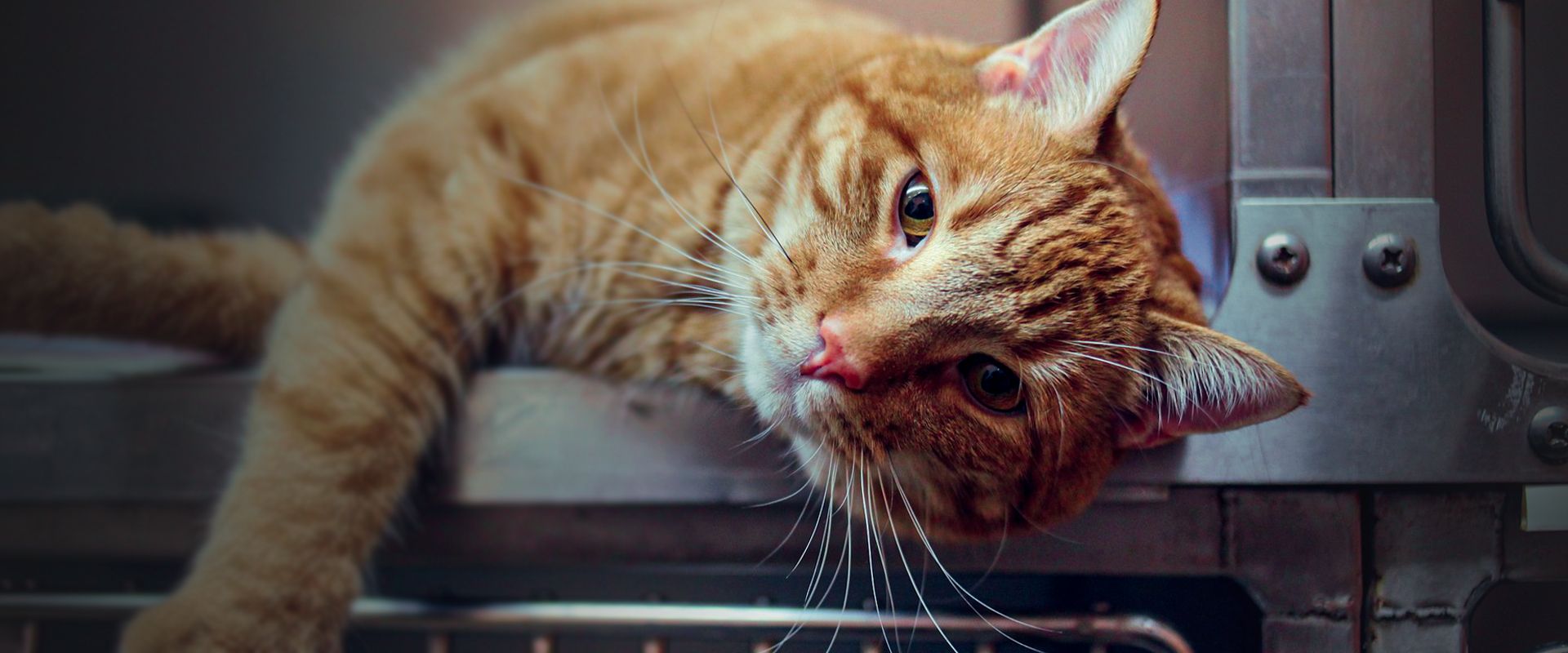 orange cat in a cage at the vet