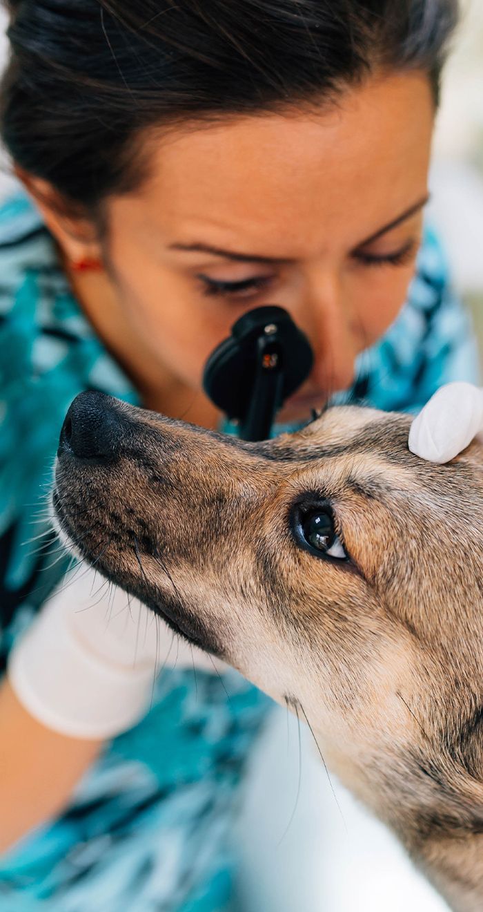 veterinarian checking dog's eyes