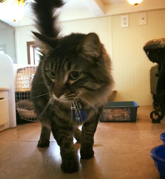 adorable furry cat at ortega animal care center