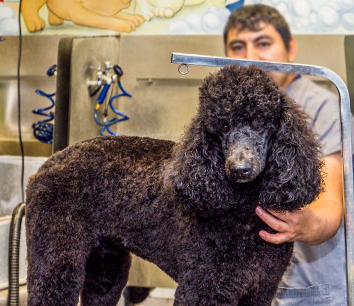 black poodle dog after his cut and bath at ortega animal care center