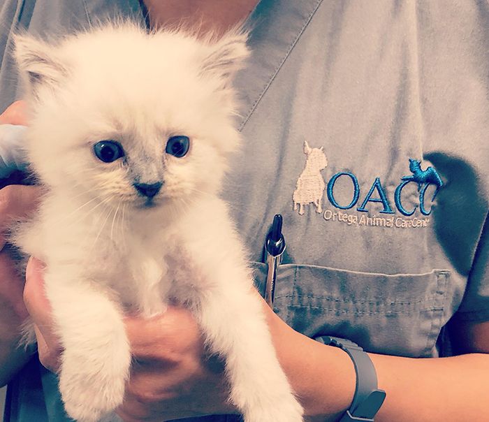 cute furry kitten at ortega animal care center