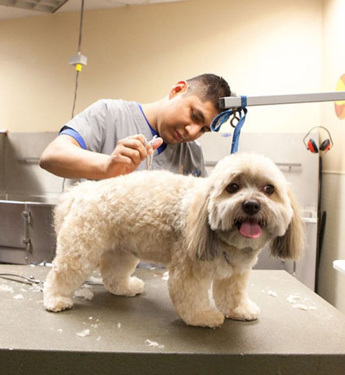 pet groomer cutting dog's hair at ortega animal care center