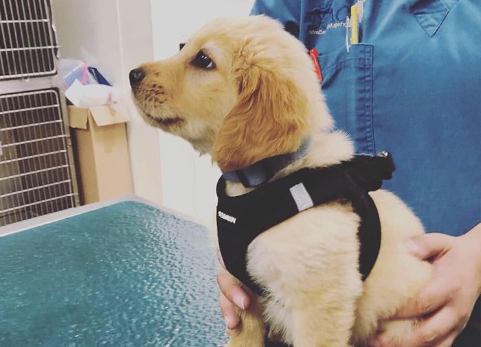 cute puppy at ortega animal care center