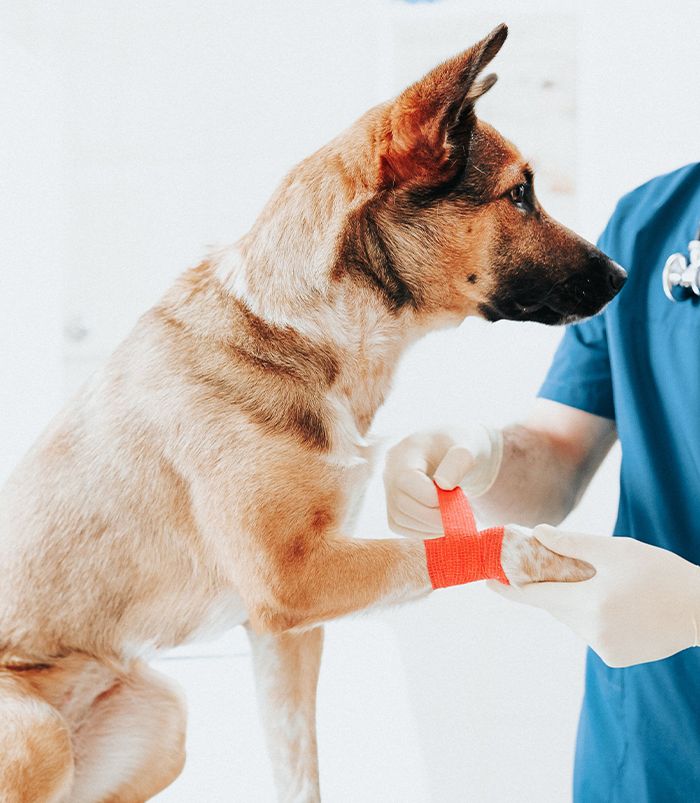 veterinarian taking a blood sample from a dog