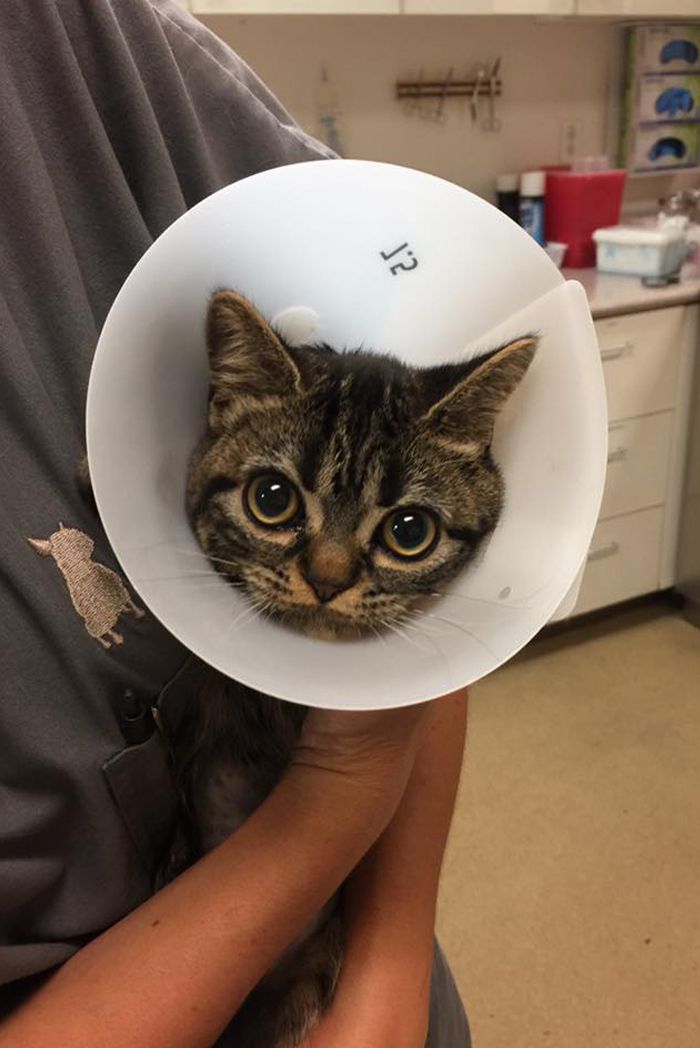 cat after sterilization surgery at ortega animal care center